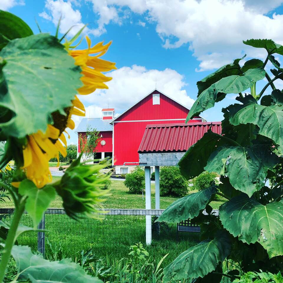 Barn Swallow Farm