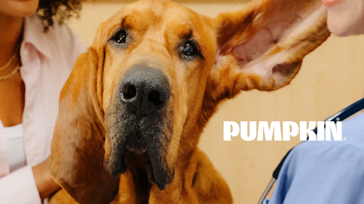 Pumpkin Pet Insurance