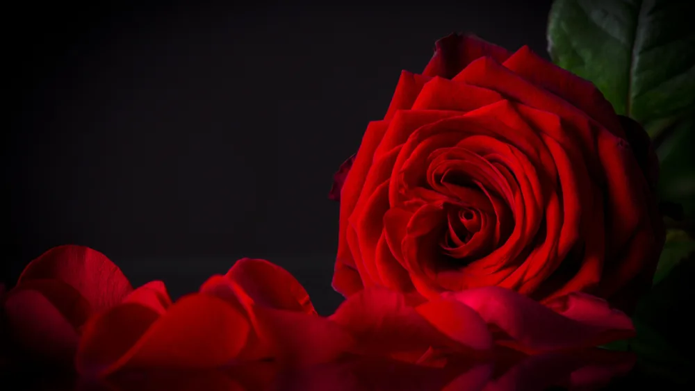 A deep red rose in soft light